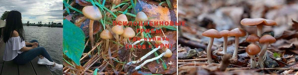 ПСИЛОЦИБИНОВЫЕ ГРИБЫ Няндома